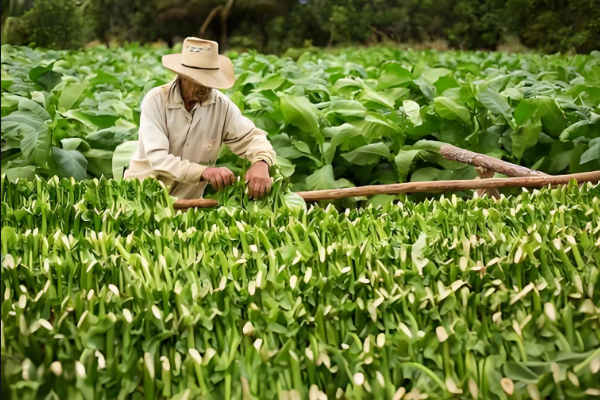 煙草行業(yè).png 煙草行業(yè).png