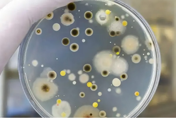 霉菌測(cè)試.png 霉菌測(cè)試.png